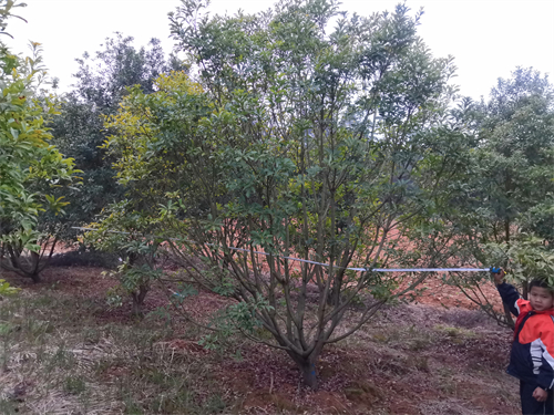 3米冠幅斷根楊梅